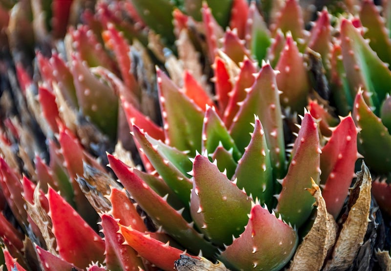 Succulent Wall Art